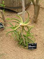 Aloe Arborescens (fam Asphodelacees) (Afrique du sud) (01) (Photo F. Mrugala)